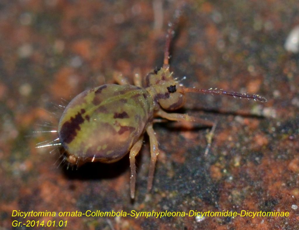 Coleottero da identificare (171) - Alphitophagus bifasciatus